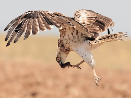 Short-Toed-Eagle - eagle, rodent, prey, short-toed