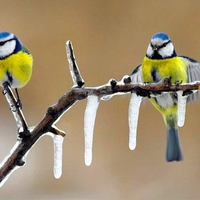 Beautiful Birds