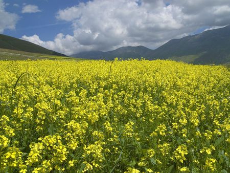 Castelluccio di Norcia Umbria Italy - cloud, sky, landscape, flowers, leaf, nature, mountain, green