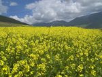 Castelluccio di Norcia Umbria Italy