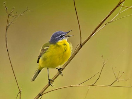 Singing Bird - beautiful, singing, bird, picture