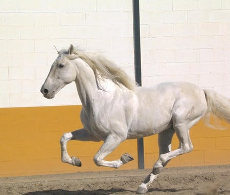 Silver 2 - horses, white, andalusian, spanish