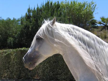 Pretty Face - spanish, white, horses, andalusian