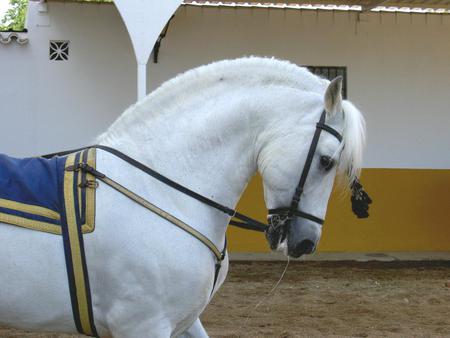 Beautifully Harnessed 1 - spanish, white, horses, andalusian