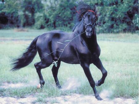 Playground - horses, andalusian, black, spanish