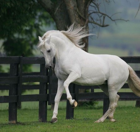 Playground 1 - spanish, play, white, horses, andalusian