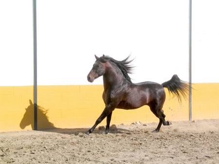 Jogging - horses, brown, spanish, dark, andalusian, black