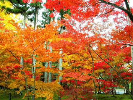 autumn forest - trees, yellow, autumn, red, forest