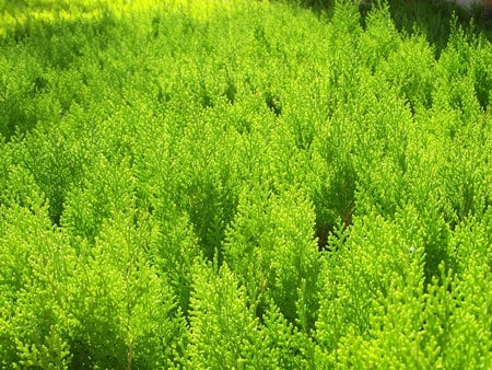 Thuja - green, thuja, texture, light