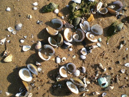 Winter Pool - shells, water, beach, sand