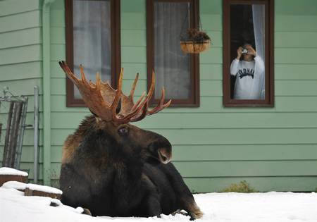 Say Cheese - snow, yard, animals, moose