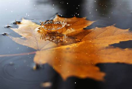 Leaf Drop - fall, drop, water, nature, leaf, other