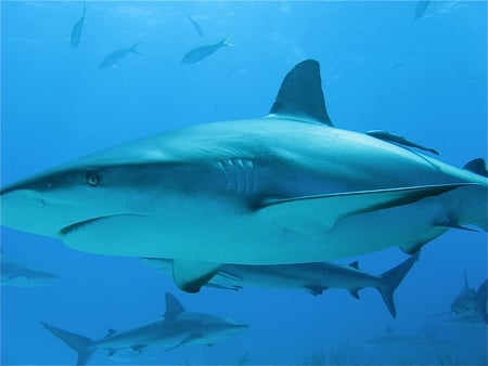 Sharks - diving, shark, bahamas, underwater