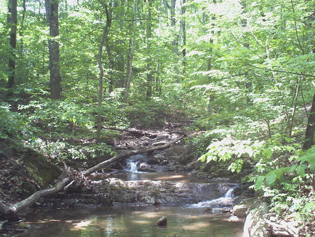 Heidi's Place - stream, logs, forest, rocks