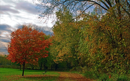 I Sit Alone - trees, serene, parks, one, bench, road, foliage, nature, beautiful, red