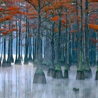 Cypress-Trees