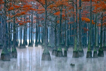 Cypress-Trees - cypress, picture, trees, cool