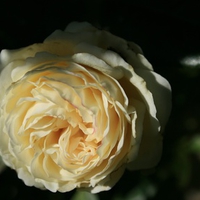 A Yellow Rose