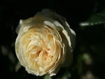 A Yellow Rose