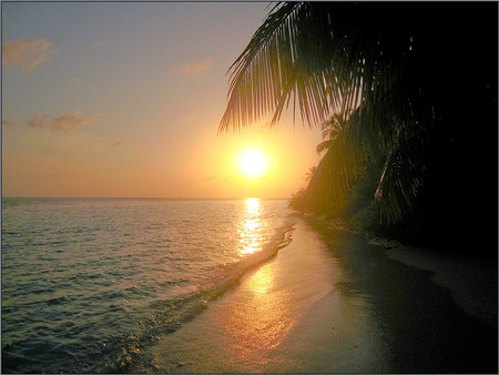 Sea Sunset - palms, beach, beautiful, sea, gold, reflection, sunset, art photo, sky