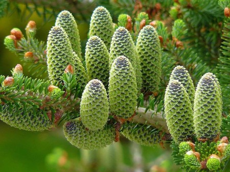 Tree Cones - beautiful, cones, tree, picture