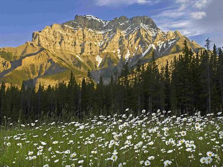 Mountains Spring - sky, field, mountains, white, art photo, blue, beautiful, spring flowers, pine trees