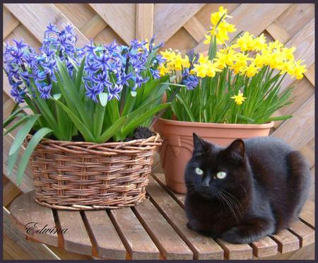 cat & flowers for my friend mememe1 - sitting, nice, cat, baskets, black, yellow, art photo, blue, table, flowers