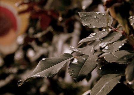 Wet Rose Leaves - thanksgiving, fall, drops, rose, water, flowers, droplets