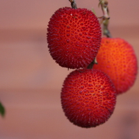 Strawberry Tree