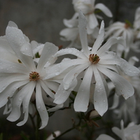 Star Magnolia