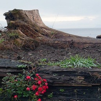 Camano Island Late Fall