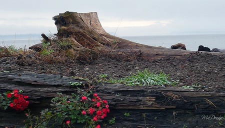 Camano Island Late Fall - sky, autumn, roses, clouds, log, grass, washington