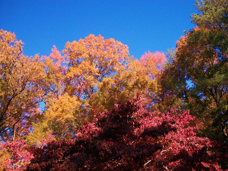 fall - fall, colors, trees, nature