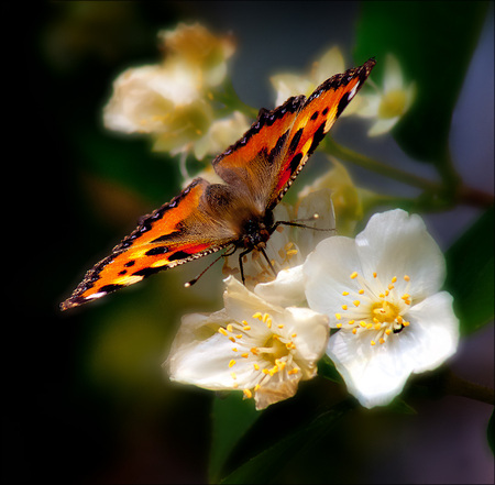 Butterfly for my friend Monarch - spring flowers, white, beautiful, red, butterfly, art photo