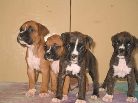 4 cute boxer pups