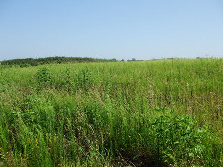 Grassy - nebraska, nature, summer, green, grass