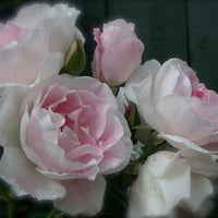 Rose,Pink & White Iceberg