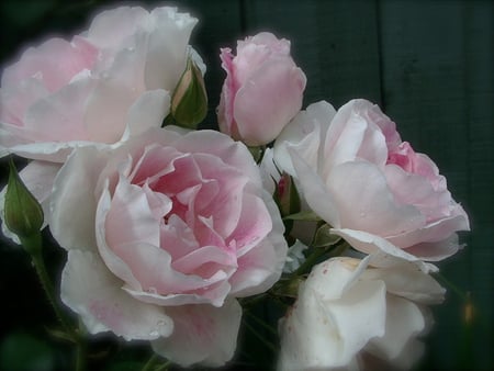 Rose,Pink & White Iceberg