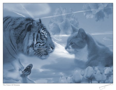 The Power Of Dreams - nature, dreams, flower, cats