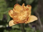 Creamy Yellow Tulip