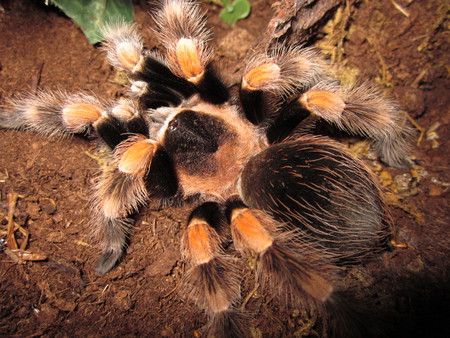 Spider - spider, giant, big, orange