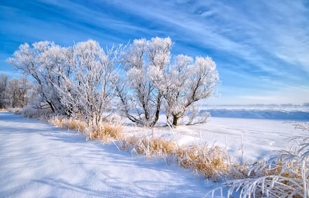 Winter - winter, cold, trees, snow