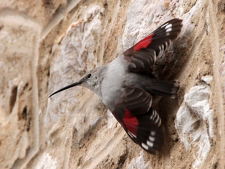 Wallcreeper - pyrenees, small, wallcreeper, beautiful