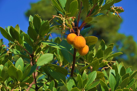 Berries - green, colors, yellow, blue