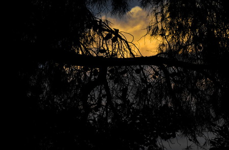 Day's end - clouds, yellow, shadow, tree