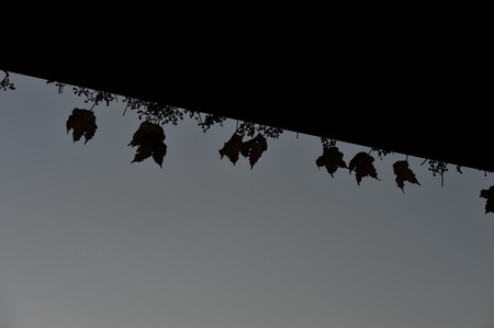 Abstract - leaves, roof, black, grey