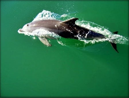 Something Fishy...lol - water, swimming, green, dolphin, ocean, australia