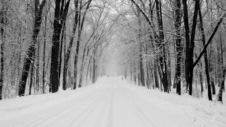 snowy_road - white, beauty, nature, trees, cold, snow, winter