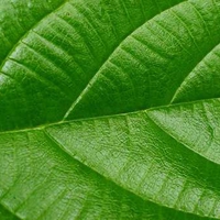 green-leaf