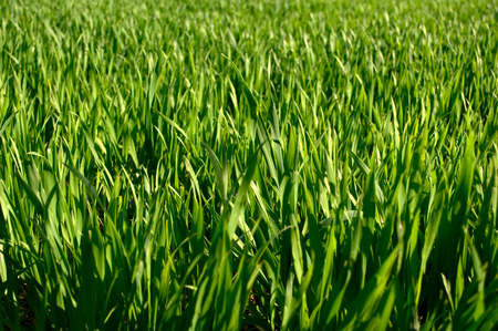 green spring - green, grass, spring, rasen